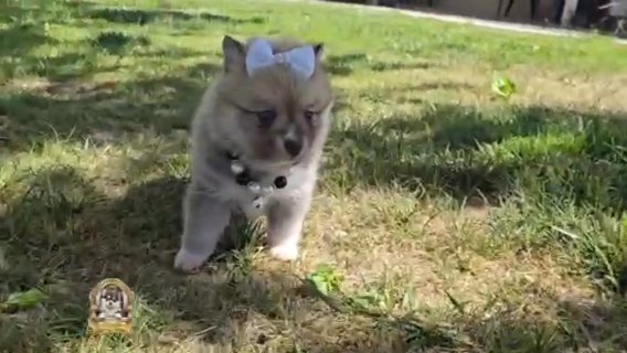 Little Miss Jewel in Los Angeles, California