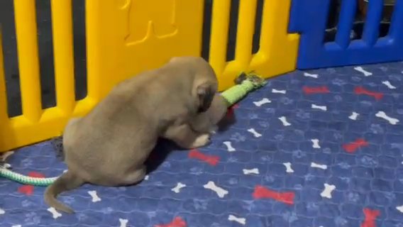 English Mastiff in Medina, Ohio