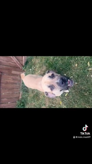 Boerdane Pups ( Great Dane X Boerboel) in Columbus, Ohio