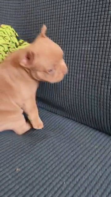 French Bulldog Female New Shade Isabella in Apple Valley, Minnesota