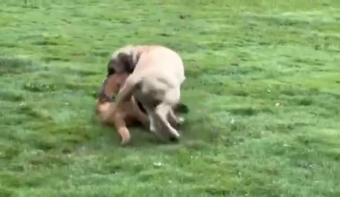 English Mastiffs in Medina, Ohio