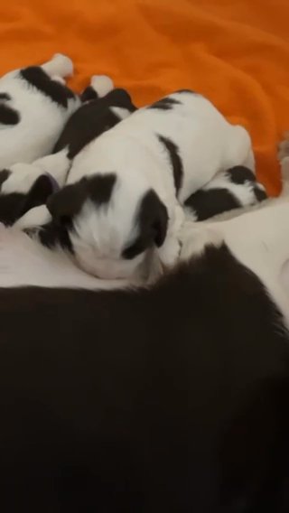 English Springer Spaniels in Olympia, Washington
