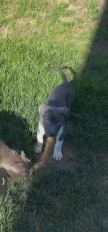 Puppy For Sale in Indianapolis, Indiana
