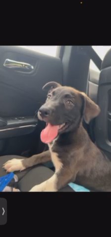 Puppys For Sale in Indianapolis, Indiana