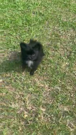 Pomeranian Puppy in Wilmington, North Carolina