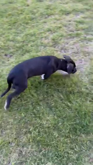 Puppy For Sale in Indianapolis, Indiana