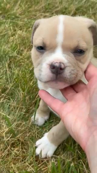 Pocket American Bully Male in Akron, Ohio