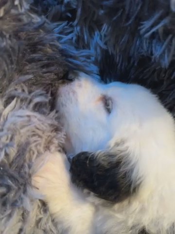 Old English Sheepdog Puppies in Los Angeles, California