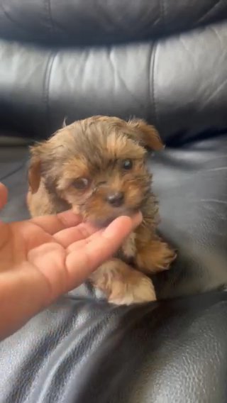 8 Weeks Old Morkie in Gainesville, Florida