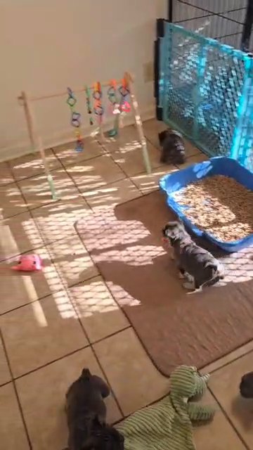 French bulldog puppies in Houston, Texas