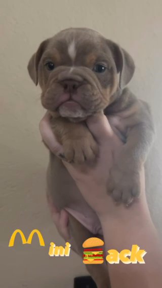 Lilac Fawn Boy in Stockton, California