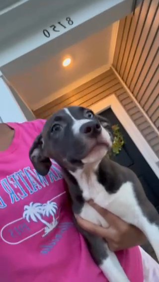 Puppy For Sale in Indianapolis, Indiana