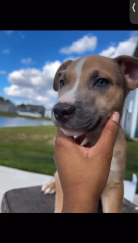 Puppy For Sale in Indianapolis, Indiana
