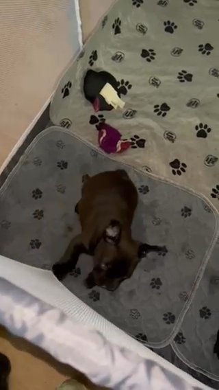French bulldog pups in Chicago, Illinois