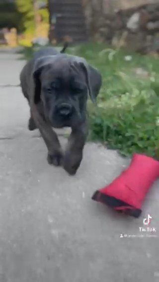 Cane Corso Puppies in Philadelphia, Pennsylvania