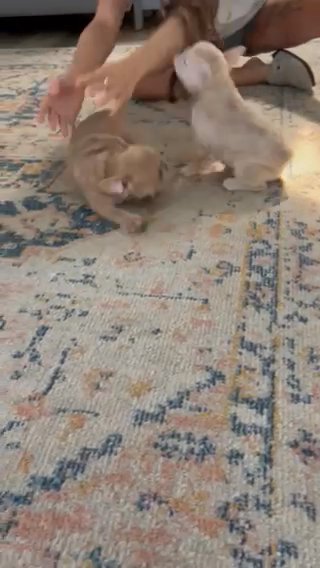 Frenchie Puppies!! in Modesto, California
