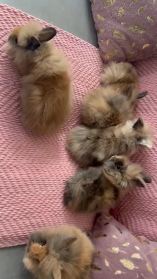 Lionhead Bunnies in Omaha, Nebraska