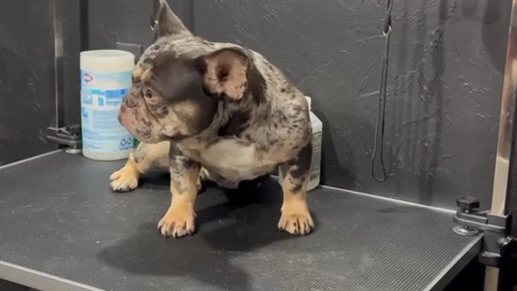 Chocolate tan Merle in Bethlehem, Pennsylvania
