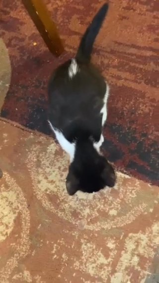 Adorable Tuxedo Kitten in Agawam Town, Massachusetts