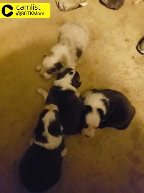 Female Aussie in Harrisburg, Pennsylvania