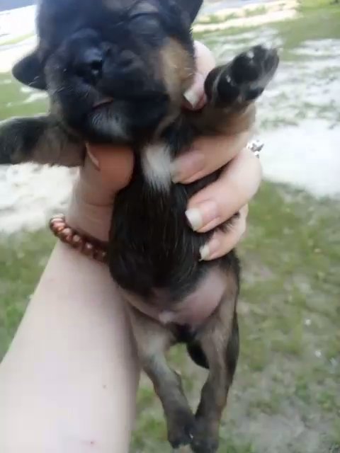 Shorkie Puppy in Jacksonville, Florida