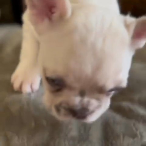 French Bulldog Puppies in Fort Lauderdale, Florida