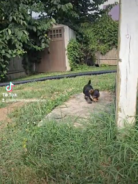 babydoll yorkies in Huntington, West Virginia