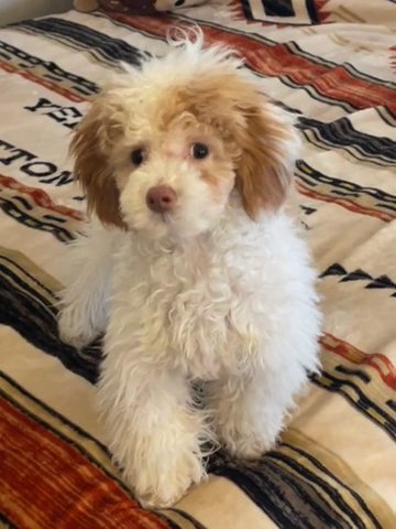 Miniature Poodle  For Sale in Lawrenceville, Georgia