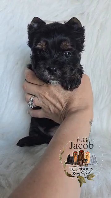 AKC Yorkie ? Extreme dark traditional in Greenwood, South Carolina
