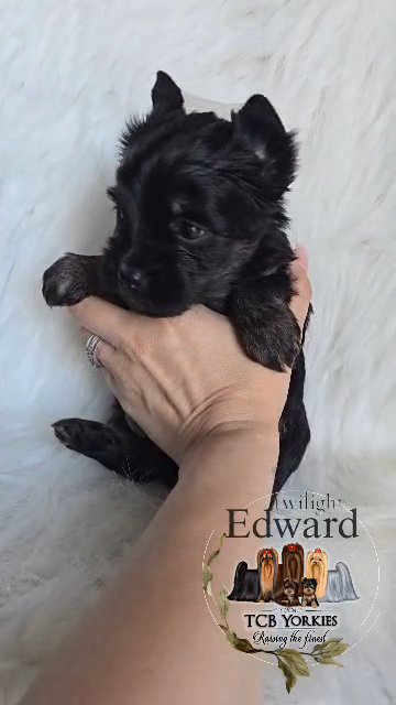 AKC Yorkie ? Extreme dark traditional in Greenwood, South Carolina
