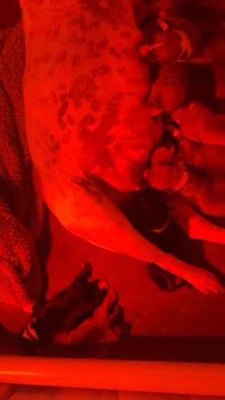 American Bullies in Oklahoma City, Oklahoma