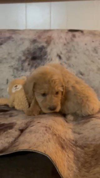Angel The Mini Goldendoodle in Weatherford, Texas