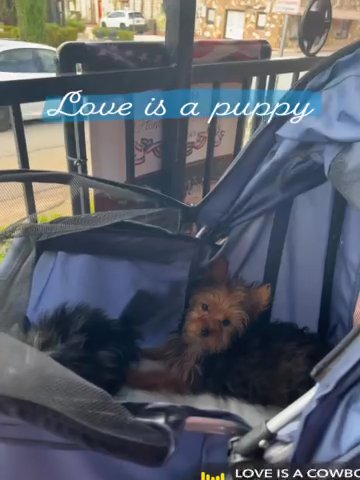 Yorkies in Weatherford, Texas