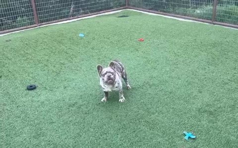 Fluffy Frenchie Boy in Weatherford, Texas