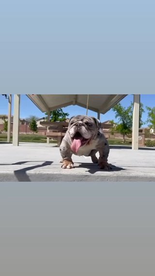 Gorill Glue Mini Englishbulldog Male in Las Vegas, Nevada