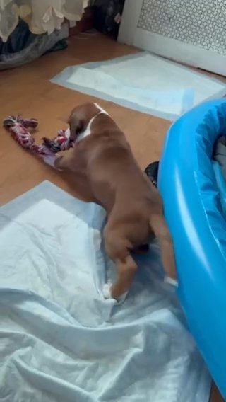 Boxers R Us in Queens, New York