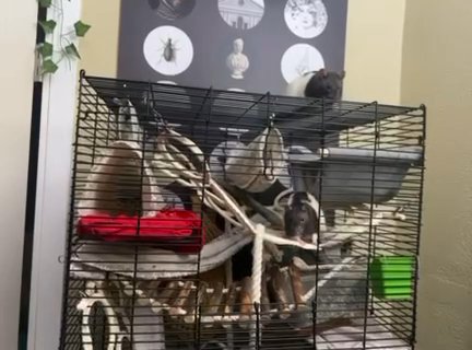 Rehoming rats in Aurora, Colorado