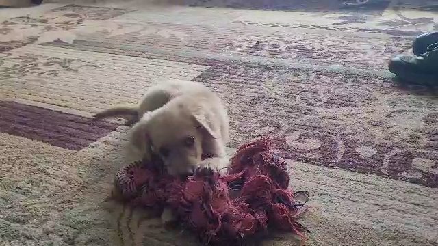 The Golden Puppy in Casper, Wyoming