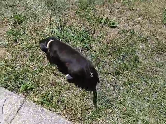 American Bully XL in Fredericksburg, Virginia