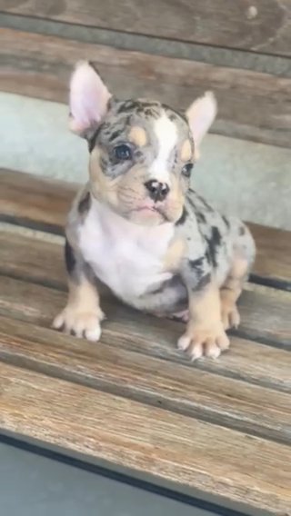 Blue Tri Merle Exotic Bully For Sale in San Jacinto, California