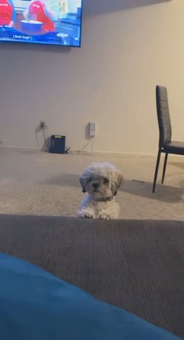 Shih Tzu in Clinton, Michigan