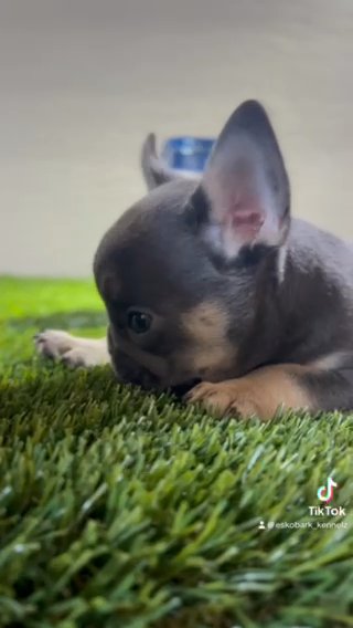 Fluffy Carrier Akc French Bulldog Puppies in Queen Creek, Arizona