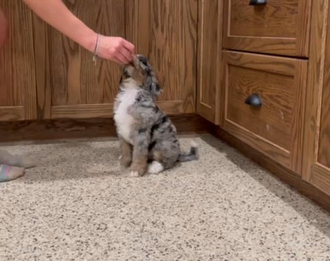Medium bernedoodle - Sequoia in Columbus, Ohio