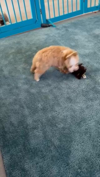 Blonde Yorkie in Parkersburg, West Virginia