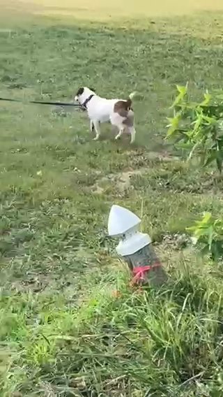 Pure Bred Jack Russell in Cambridge, Maryland