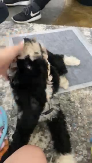 ! Female Puppy For Adoption ! in Denton, Texas