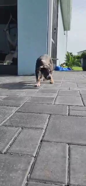 only female available (XL Am bully) in Orlando, Florida