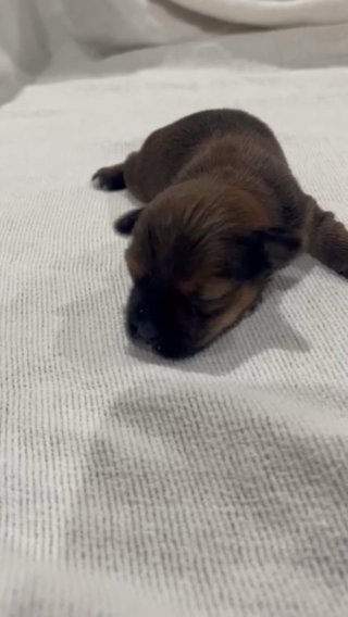 Teacup Male Yorkie in Savannah, Georgia