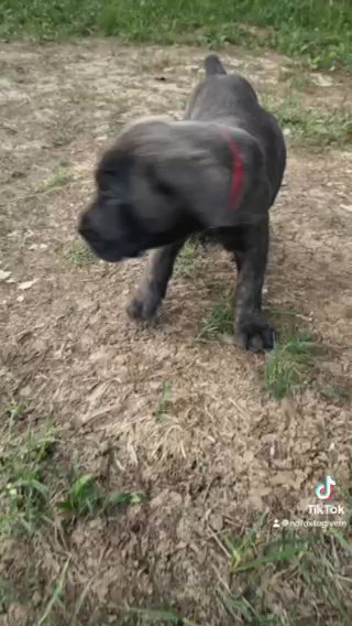 Cane Corso Puppies in Owensboro, Kentucky