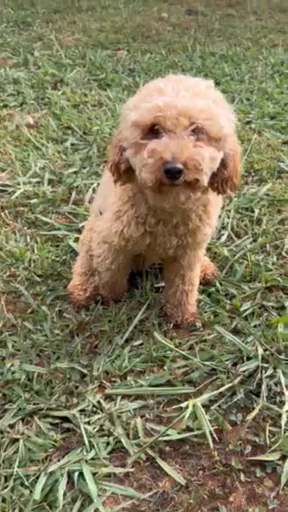 Male Toy Poodle in Atlanta, Georgia